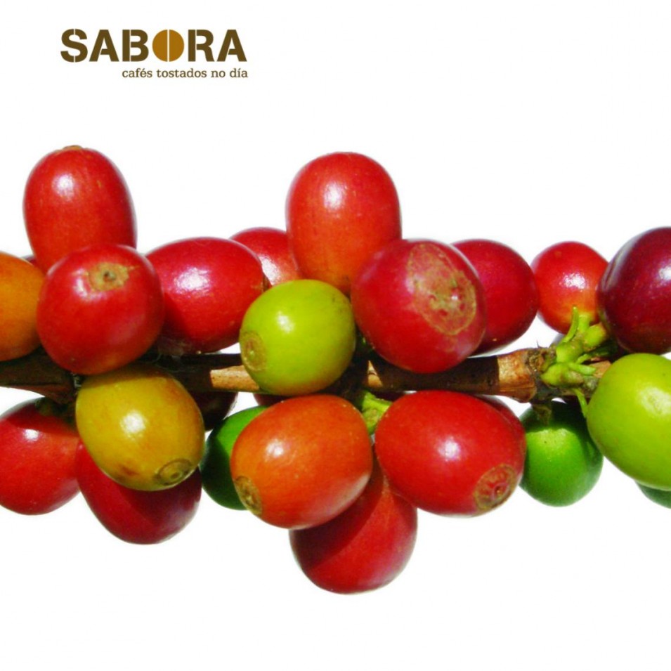 Froitos da cafeeira  onde nacen os grans de café